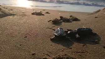 Selin vurduğu kumsalda mucizevi yaşam: 67 yavru caretta caretta denizle buluştu