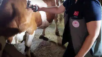 Afyonkarahisar'da hayvancılığı koruma seferberliği: Şap hastalığına karşı sıkı önlem