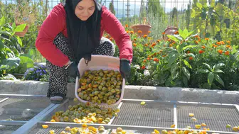 138 yillik lezzet dunya sofralarina girdi: Demirci’nin erikleri artik kurutulmus olarak ihraç ediliyor