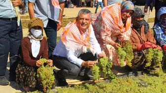 Üzümün başkentinde üretici isyanı: Özgür Özel'den acil müdahale çağrısı