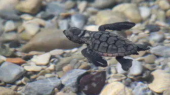 Aydın sahillerinde yaşam mücadelesi: 214 minik caretta mavi sularla buluştu