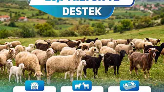 Denizli'de küçükbaş üreticisine milyonluk destek: Hesaplara yattı