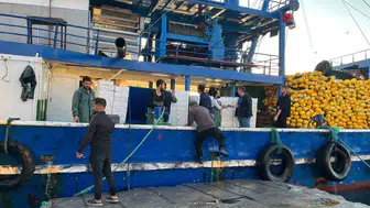 Didim denizlerinde hamsi mesaisi: Ekipler denetimlerini sıkılaştırdı