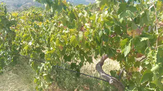 Bağdan 2 Ton Üzüm Çalan Şüpheliler, Jandarmanın Takibiyle Kıskıvrak Yakalandı