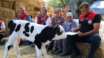 Muğla’da buzağı ölümlerine karşı seferberlik: İlk 24 saat hayat kurtarıyor