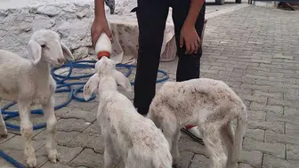 Biberonla gelen mutluluk: Üçüz kuzulara adeta bebek gibi bakıyor