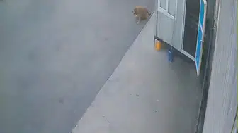 Afyonkarahisar'da vicdansızlık kamerada: Köpeğe çarpıp arkasına bile bakmadı