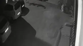 İzmir'de vicdansızlık kamerada: Köpeğine uyguladığı şiddet başına bela oldu