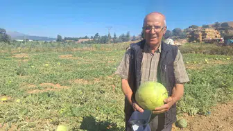 Modern tarıma inat dede mirasını koruyor: Sarıgöl’ün lezzet sırrı ata tohumunda gizli