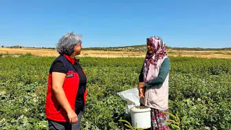 İhsaniye’de Turşuluk Salatalık Mesaisi: Kadın Üreticilerden Tarım Ekiplerine Tam Not