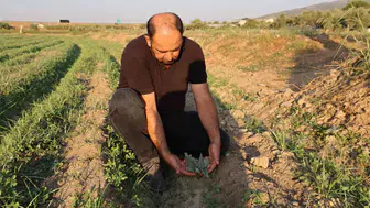 Aydınlı üreticinin enginar umudu: Toprakla buluşan fideler rekabet gölgesinde