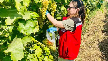 Manisa’da 7 İlçede Organik Üzüm Mesaisi: Bağlardan Laboratuvara Uzanan Titiz Takip