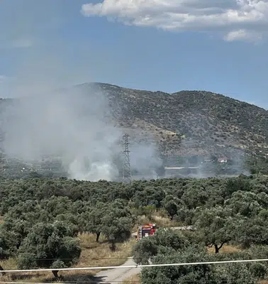 Bayındır'da zeytinlik alanda yangın