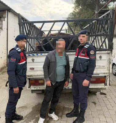 Koçarlı’da hayvan hırsızlığına geçit yok: Çaldığı büyükbaşları 237 bin liraya satarken yakalandı