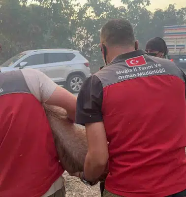 Seydikemer’de alevler hayvanları tehdit etti: Ekipler seferber oldu