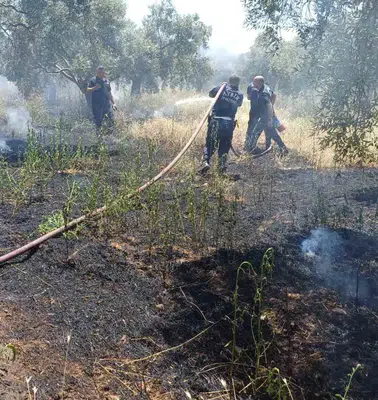 Efeler'de zeytinlikte korkutan yangın: Ot biçerken faciaya davetiye çıkardı