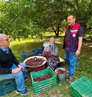 Sofralara gelmeden önce mercek altına alınıyor: Afyonkarahisar’da kirazda sıkı denetim