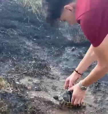Pamukkale'deki yangın felaketinde duygulandıran anlar: Alevlerden kurtarılan kaplumbağaya şefkat eli