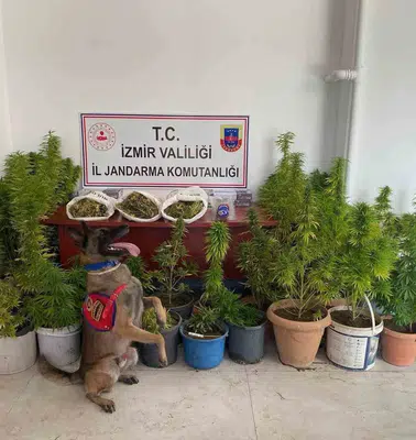 İzmir jandarmasından zehir tacirlerine ağır darbe: 3 kişi cezaevine gönderildi