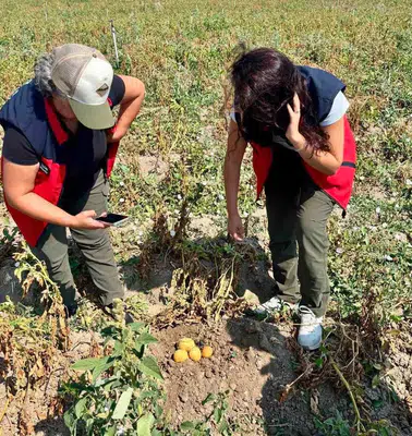 Afyonkarahisar'da patates tarlalarında kritik denetim mesaisi