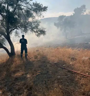 Bodrum-Milas yolunda korkutan alevler: Ekipler zeytinlikleri kurtardı
