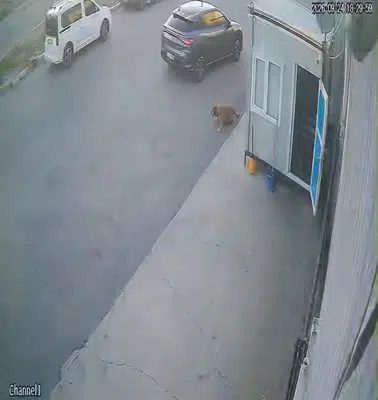 Afyonkarahisar'da vicdansızlık kamerada: Köpeğe çarpıp arkasına bile bakmadı