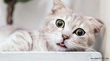 Kedi Severler Dikkat!