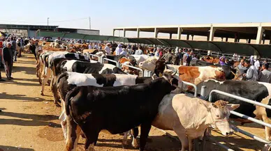 Sağlık Bakanlığı: Kurban kesiminde 13 bin 513 kişi yaralandı