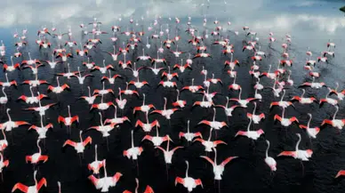 Flamingo Yolu turları bayramda da devam ediyor