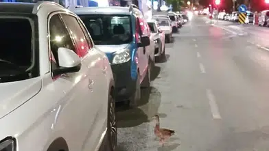 İzmir'de Zabıta Ekipleri Yaralı Ördeği Kurtardı, Doğaya Döndü