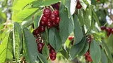 Kiraz ihracatı miktarda 11 kat, dövizde 4 kat arttı