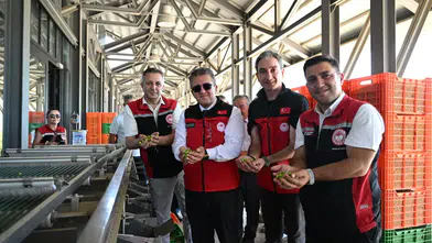 Türkiyenin ilk Zeytin Hasadı