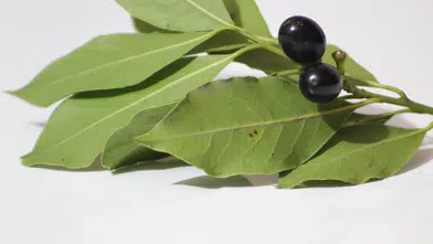 Defne yaprağının Çin’e ihracatının yolu açıldı