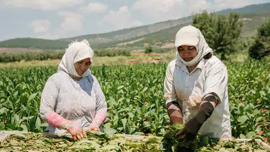 Türk tütünü Almanya’da vitrine çıktı