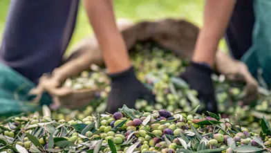 Zeytin ve zeytinyağı sektörü ihracatta hedefsiz bir sezona giriyor
