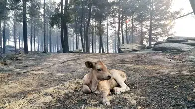 Alevlerin arasından can havliyle kaçış: Doğanın sessiz çığlığı objektiflere yansıdı