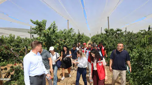 Türk kirazı tek yön Çin biletini almak üzere