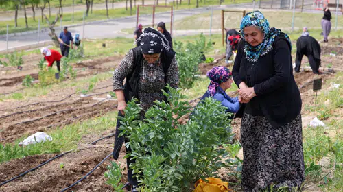 Toprakta hayat, sofrada bereket: Mahalle Bostanları’nda yaz hasadı
