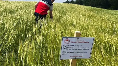 Simavlı çiftçinin hasat umudu tarlada filizleniyor: Arpa üretiminde kritik denetim