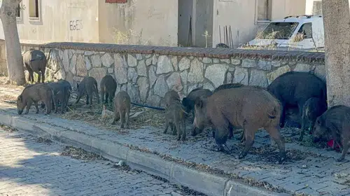 Bodrum’da şaşkına çeviren görüntü: Domuz sürüsü caddeye indi
