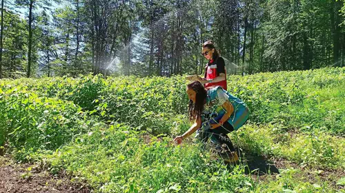 Domaniç'te ahududu seferberliği: Üreticinin emeği teknolojiyle korunacak