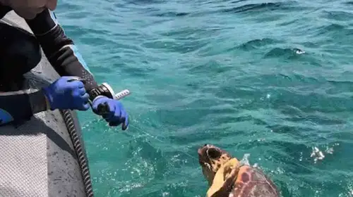 Gökova Körfezi’nde nefes kesen kurtarma operasyonu: Ölüm tuzağından son anda çekip çıkardılar