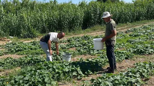 Didim tarlalarında sıkı denetim: Sofralara güvenli gıda için düğmeye basıldı