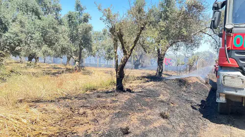 Bayındır'da alevlerle mücadele: Tarım arazilerinde korku dolu saatler