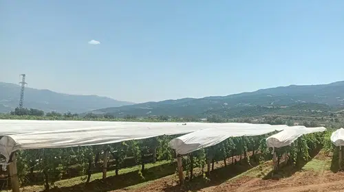 Sarıgöl'de üzüm bağları için hummalı çalışma: Ovayı beyaz bir örtü kaplıyor