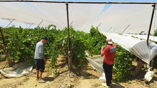 Manisa bağlarında dolu kalkanı: Üretici çareyi beyaz örtüde buldu