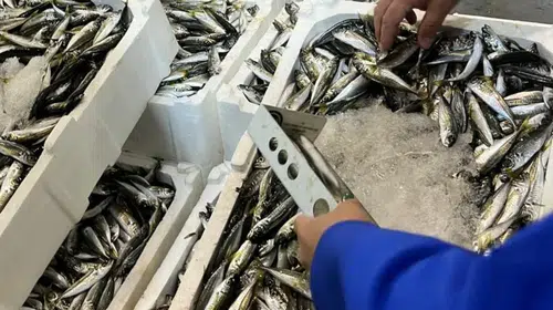 İzmir balık halinde kaçak av operasyonu: Tonlarca ürüne el konuldu