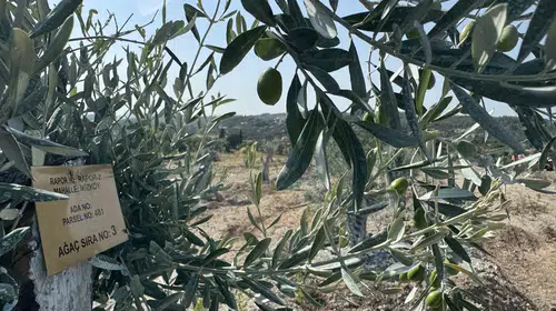 Milas'ta zeytin ağaçlarına "bilimsel dokunuş": Bir yılda meyveye durdular
