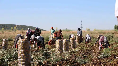 Sandıklı'da toprak altın değerinde: Patates üreticisi bu sezon çifte bayram yaşıyor