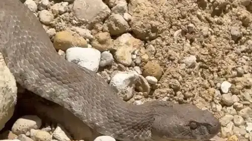 Bahçesinde dev yılanla burun buruna geldi: Sakinliğini koruyup o anları kaydetti